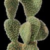 Opuntia_microdasys